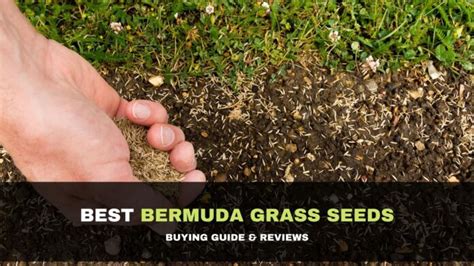 Best Bermuda Grass Seeds Agriculture Goods
