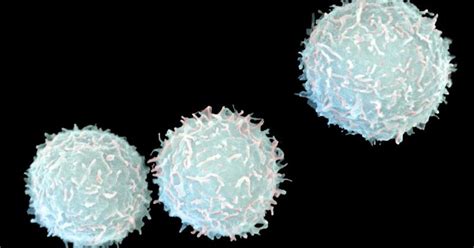 What Types Of White Blood Cells Are Found In An Inflammatory Response