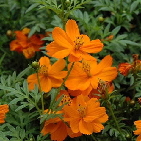 Sulphur Cosmos Seeds Orange Flower Seeds In Packets And Bulk Eden