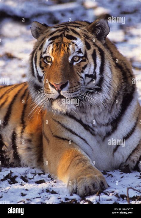 Male Siberian Tiger Panthera Tigris Altaica Amur Region Of Russian