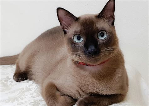 Burmese And Siamese Cats A Tale Of Two Breeds Burma Travels