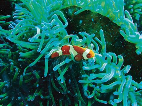 Free Images Diving Underwater Seaweed Blue Colorful Coral Reef