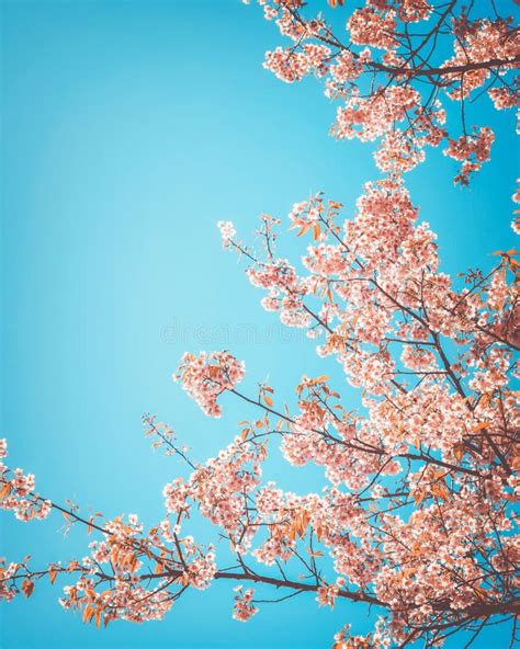 Beautiful Vintage Sakura Tree Flower Cherry Blossom In Spring Stock