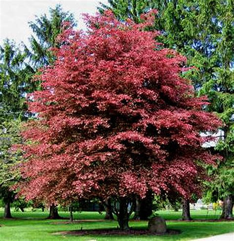 Fagus Sylvatica Purpurea Bright Young Coppery Red Leaves Mature To