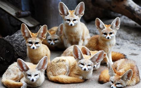 Fennec Fox Animal Wallpapers Top Free Fennec Fox Animal Backgrounds