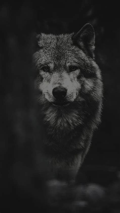 Lobo Forest Pets Wolf Wolves HD Phone Wallpaper Peakpx