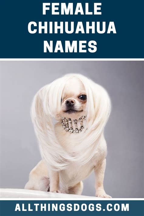 Cute Chihuahua Names For Females Pets Lovers