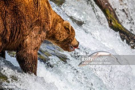 Anchorage Bear Photos And Premium High Res Pictures Getty Images