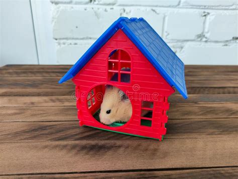 Syrian Orange Hamster In His House Stock Photo Image Of Cheerful