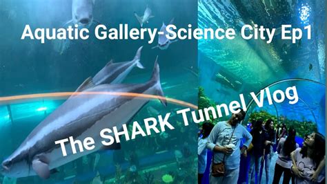 Aquatic Gallery Science City Ahmedabad Ep1 Shark Tunnel Robotic