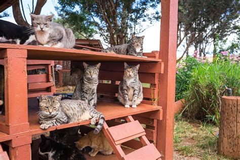 Theres A Cat Sanctuary That Lets You Cuddle With 500 Kitties And Its