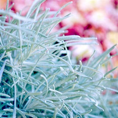 19 Of The Prettiest Silver Leaf Plants To Brighten Up Your Garden