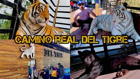 Camino Real Del Tigre En Mazamitla Tigres Youtube