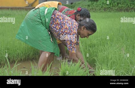 Female Working Rural India Stock Videos And Footage Hd And 4k Video Clips Alamy