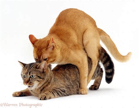 Can you name the warrior cats: Cats mating photo WP16733