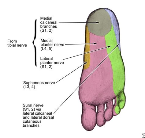 Sural Nerve Posterior Tibial Nerve Block Анатомия