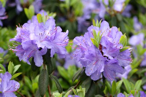 Rhododendronthe National Flower Of Nepal
