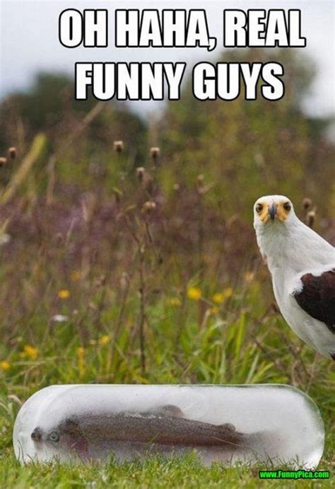 30 Crazy And Funny Bird Pictures Tail And Fur