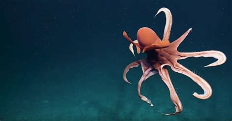 Gismeteo Spookiest Deep Sea Sights Of Nautilus Expedition Current