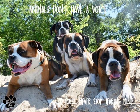 Pin By Denise Simmons On Our Boxers Boxer Dogs Boxer Mom Animals