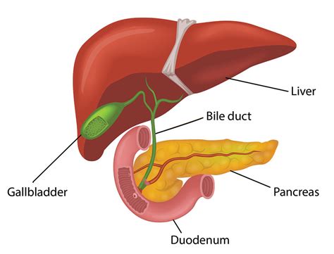 Liver And Pancreas Diagram Quizlet