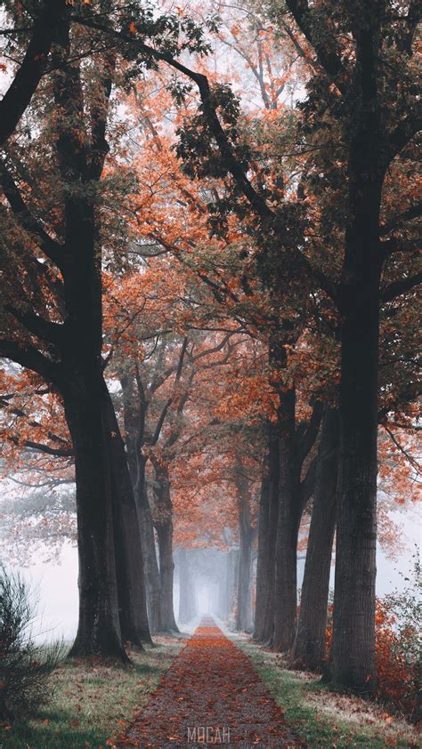 291000 Landscape Fall Autumn And Forest Hd Huawei Nexus 6p Wallpaper