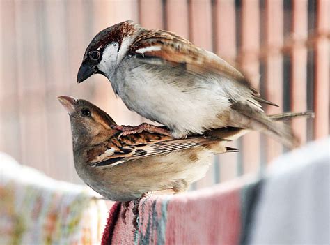 A Little Bird Sex Ornithology