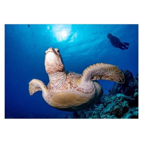 Sea Turtle Note Card Underwater Photograph Greeting Card Etsy