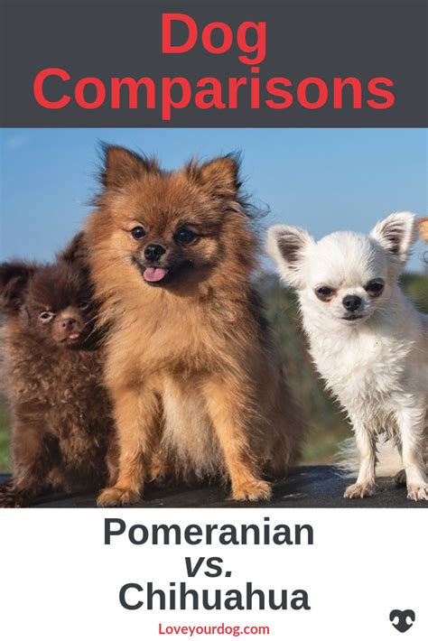 Chihuahua Vs Pomeranian Pets Lovers