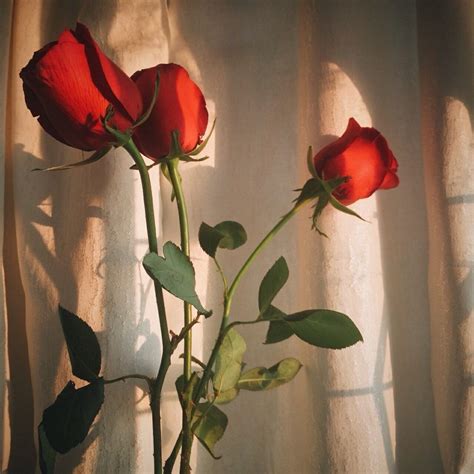 Two Red Roses Sitting On Top Of A Wooden Table Next To A Window With
