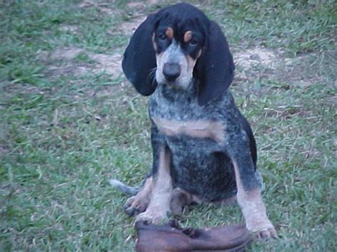 He is 11 weeks old. 113 best Bluetick Coonhound images on Pinterest | Bluetick ...