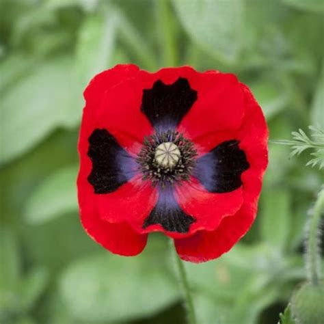 200 Lady Bird Poppy Flower Seeds For Fall And Spring Etsy Poppy Flower Seeds Flower Seeds