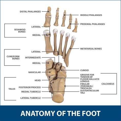 Anatomy Of The Big Toe