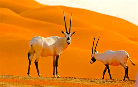Top 10 Animals Amazingly Adapted To The Sahara Desert