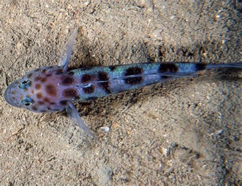 Painted Goby Life Expectancy