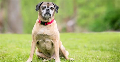 Puggle Dog Breed Complete Guide A Z Animals