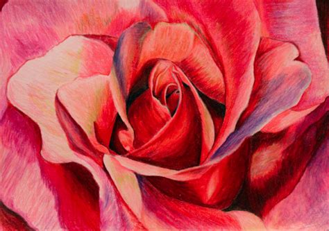In Bloom Colored Pencils Flower Art Colour Pencil Shading