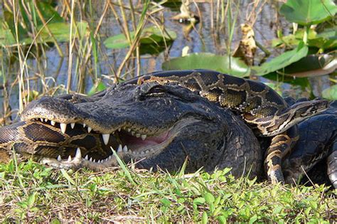 Invasion Burmese Pythons Decimate Mammals In The Everglades