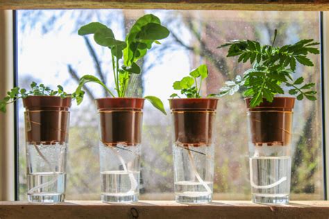 Self Watering Planters How They Work Best Types An Easy Diy Option