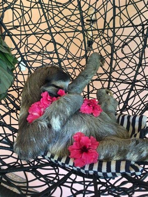 Buttercup The Sloth Eating Her Favourite Treat Hibiscu Blooms Cute