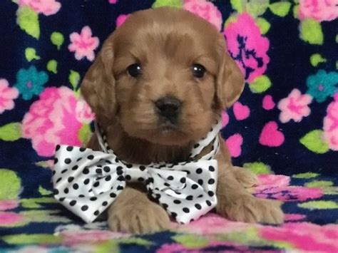 Purebred clumber spaniel puppies & dogs for sale. Cocker Spaniel-Poodle (Miniature) Mix puppy for sale in ...