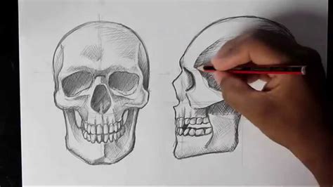 1) draw a rectangle that will define the conditional proportions and boundaries of the chosen drawing. How to Draw Human Skull Front/Profile | Human Anatomy ...