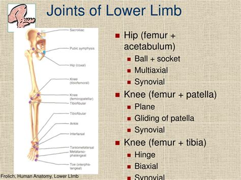 Ppt Lower Limb Powerpoint Presentation Free Download Id702941