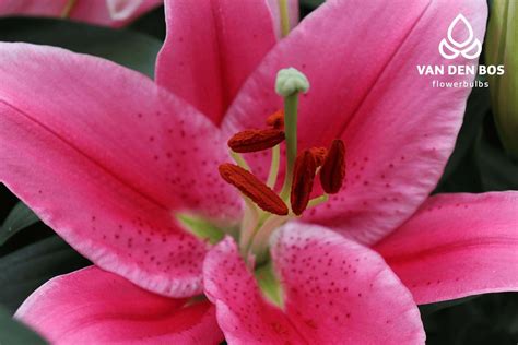 Rosy Romance Oriental Lily Van Den Bos Flowerbulbs