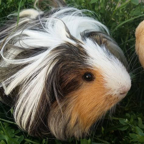 Fudgy And Ellie Female Long Hair Sheltie Guinea Pig In Nsw Petrescue