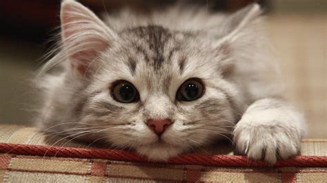 Beautiful Cat Hd Wallpapers 1080p Cat Wallpapers Backgrounds Images