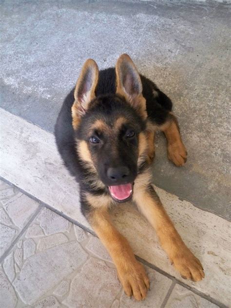 Adotta un cane pastore tedesco da pastore tedesco : File:Cucciolo di pastore tedesco - German Shepherd.JPG ...