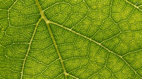Leaf Wallpapers Wallpaper Cave HD Wallpapers Download Free Map Images Wallpaper [wallpaper376.blogspot.com]