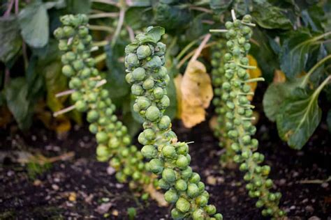 How To Plant Brussels Sprouts Complete Growing Guides
