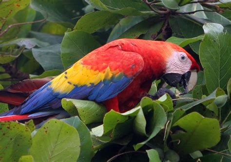 Organisms of the Rainforest - The Amazon Rainforest